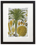 Vintage Botany 1 8.5"x11" Semi Translucent Dictionary Art Print