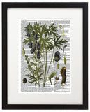 Vintage Botany 4 8.5"x11" Semi Translucent Dictionary Art Print