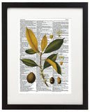 Vintage Botany 5 8.5"x11" Semi Translucent Dictionary Art Print
