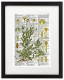 Vintage Botany 6 8.5"x11" Semi Translucent Dictionary Art Print