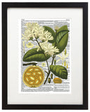 Vintage Botany 8 8.5"x11" Semi Translucent Dictionary Art Print