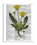 Vintage Botany 9 8.5"x11" Semi Translucent Dictionary Art Print