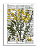 Vintage Botany 10 8.5"x11" Semi Translucent Dictionary Art Print