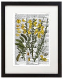 Vintage Botany 10 8.5"x11" Semi Translucent Dictionary Art Print