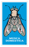 Musca Domestica 13”x22” Vintage Style Showprint Poster - Home Nostalgia Decor Wall Art Print - Kristy Joyce Artist Edition