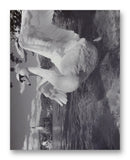 Swan 11" x 14" Mono Tone Print (Choose Your Color)