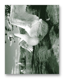 Swan 11" x 14" Mono Tone Print (Choose Your Color)