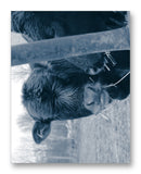Cows Bella & Gunther 11" x 14" Mono Tone Print (Choose Your Color) - Jacob Andrew Dodge Artist Edition