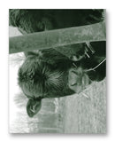 Cows Bella & Gunther 11" x 14" Mono Tone Print (Choose Your Color) - Jacob Andrew Dodge Artist Edition
