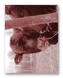 Cows Bella & Gunther 11" x 14" Mono Tone Print (Choose Your Color) - Jacob Andrew Dodge Artist Edition