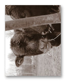 Cows Bella & Gunther 11" x 14" Mono Tone Print (Choose Your Color) - Jacob Andrew Dodge Artist Edition