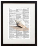 Shell 8.5"x11" Semi Translucent Dictionary Art Print