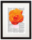 Rose Accent 8.5"x11" Semi Translucent Dictionary Art Print
