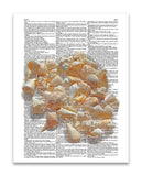 Seashells 8.5"x11" Semi Translucent Dictionary Art Print