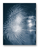 Splendid Fireworks 11" x 14" Mono Tone Print (Choose Your Color)