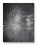 Splendid Fireworks 11" x 14" Mono Tone Print (Choose Your Color)