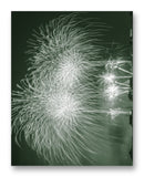 Splendid Fireworks 11" x 14" Mono Tone Print (Choose Your Color)