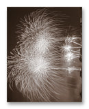 Splendid Fireworks 11" x 14" Mono Tone Print (Choose Your Color)