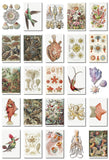 Ernst Haeckel Wildlife Postcards