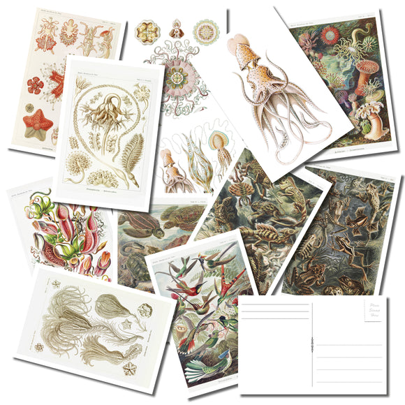 Ernst Haeckel Wildlife Postcards