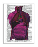 Psychedelic Anatomy 6 8.5"x11" Semi Translucent Dictionary Art Print