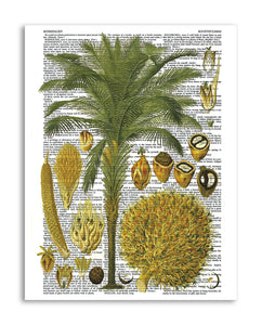Vintage Botany 1 8.5"x11" Semi Translucent Dictionary Art Print