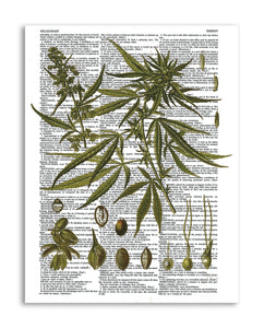 Vintage Marijuana Plant 8.5"x11" Semi Translucent Dictionary Art Print