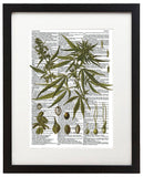 Vintage Marijuana Plant 8.5"x11" Semi Translucent Dictionary Art Print