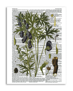 Vintage Botany 4 8.5"x11" Semi Translucent Dictionary Art Print