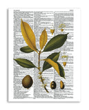 Vintage Botany 5 8.5"x11" Semi Translucent Dictionary Art Print