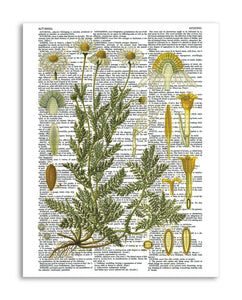Vintage Botany 6 8.5"x11" Semi Translucent Dictionary Art Print