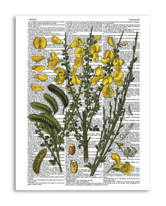 Vintage Botany 10 8.5"x11" Semi Translucent Dictionary Art Print