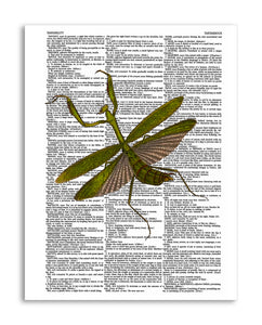 Praying Mantis 8.5"x11" Semi Translucent Dictionary Art Print