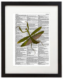 Praying Mantis 8.5"x11" Semi Translucent Dictionary Art Print