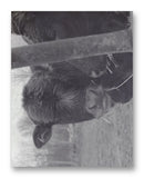 Cows Bella & Gunther 11" x 14" Mono Tone Print (Choose Your Color) - Jacob Andrew Dodge Artist Edition