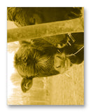 Cows Bella & Gunther 11" x 14" Mono Tone Print (Choose Your Color) - Jacob Andrew Dodge Artist Edition