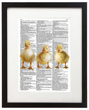 Ducklings 8.5"x11" Semi Translucent Dictionary Art Print