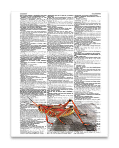 Red Grasshopper 8.5"x11" Semi Translucent Dictionary Art Print