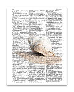 Shell 8.5"x11" Semi Translucent Dictionary Art Print