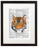 Tiger Illustration 8.5"x11" Semi Translucent Dictionary Art Print