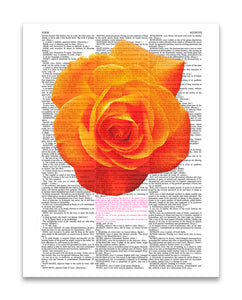 Rose Accent 8.5"x11" Semi Translucent Dictionary Art Print