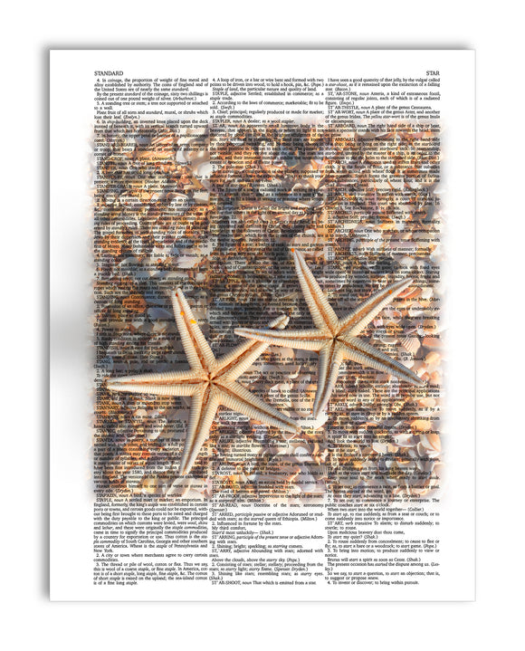 Starfish & Shells 8.5